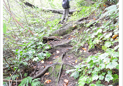 ブナの根が横に広がる登山道