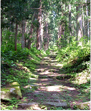 小菅山山道