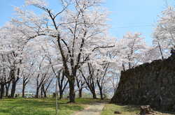 お知らせ 令和4年度飯山城址桜まつり開催中止につきまして 信州いいやま観光局 長野県飯山市