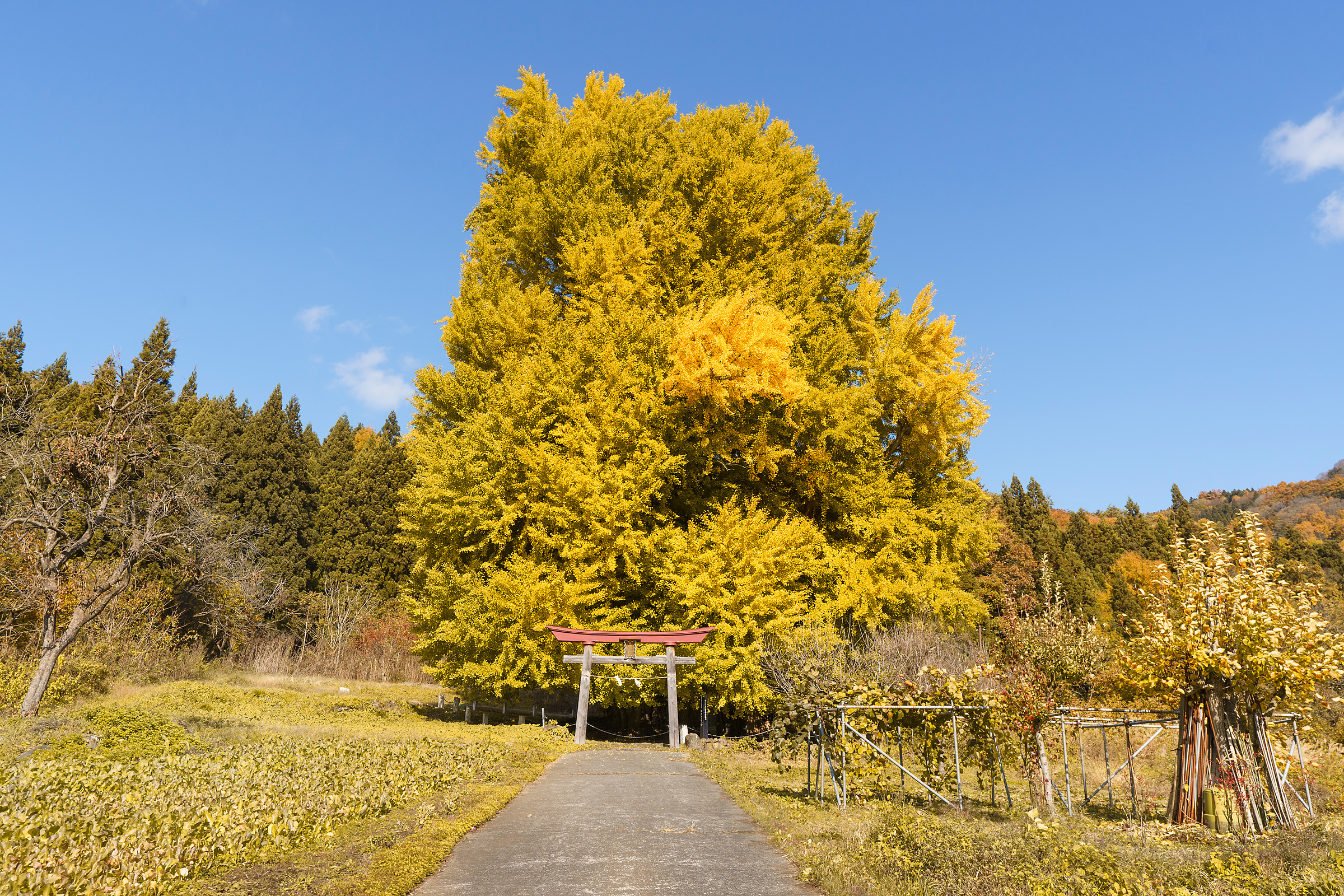 神が宿る巨木「神戸の大イチョウ」