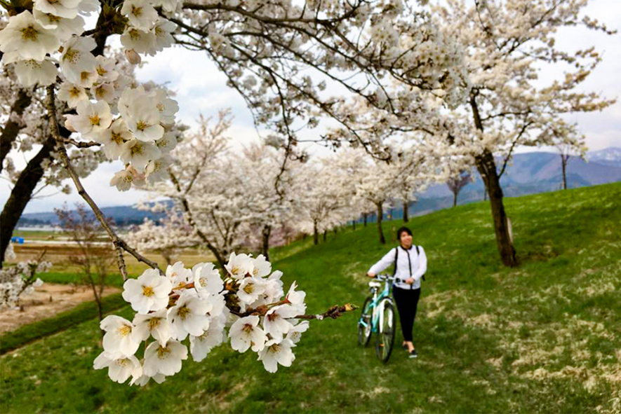 ふるさとの春をさがしに 桜サイクリングへ出掛けよう 信州いいやま観光局 長野県飯山市