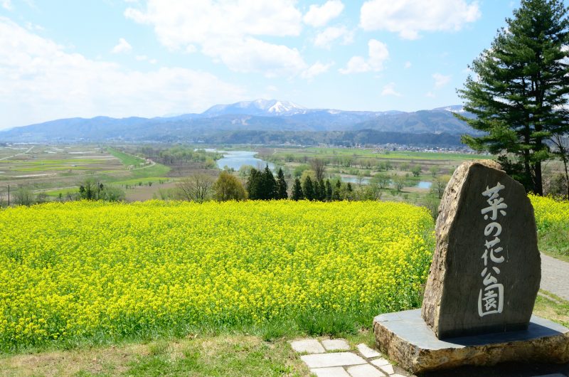 お知らせ 第38回いいやま菜の花まつり開催中止につきまして 信州いいやま観光局 長野県飯山市