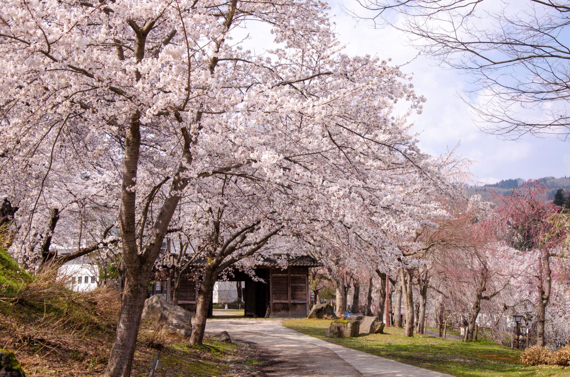 飯山城址 桜まつり