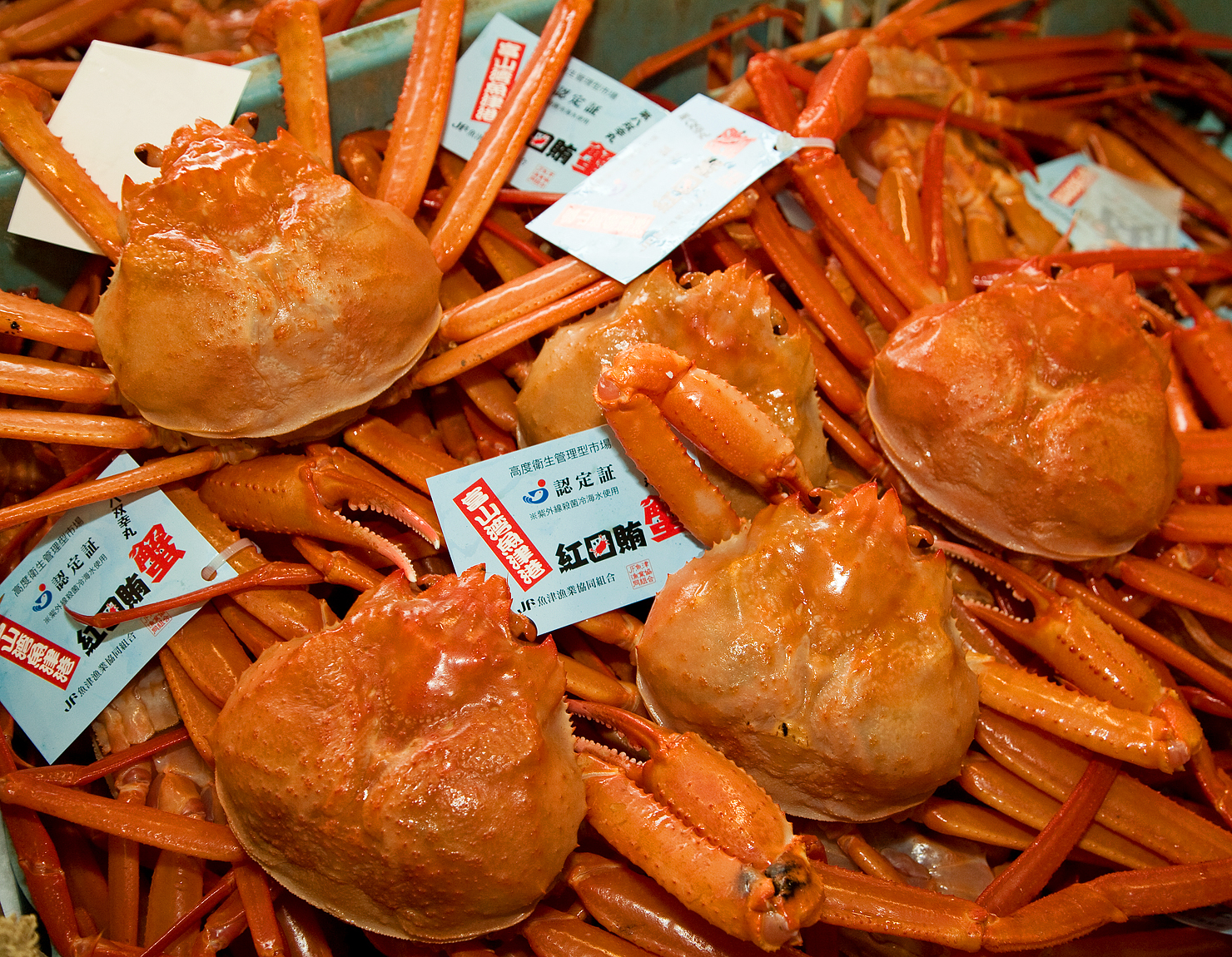 3/18.19】～観光交流都市～富山県魚津市イベント 出張「魚津 蟹騒動