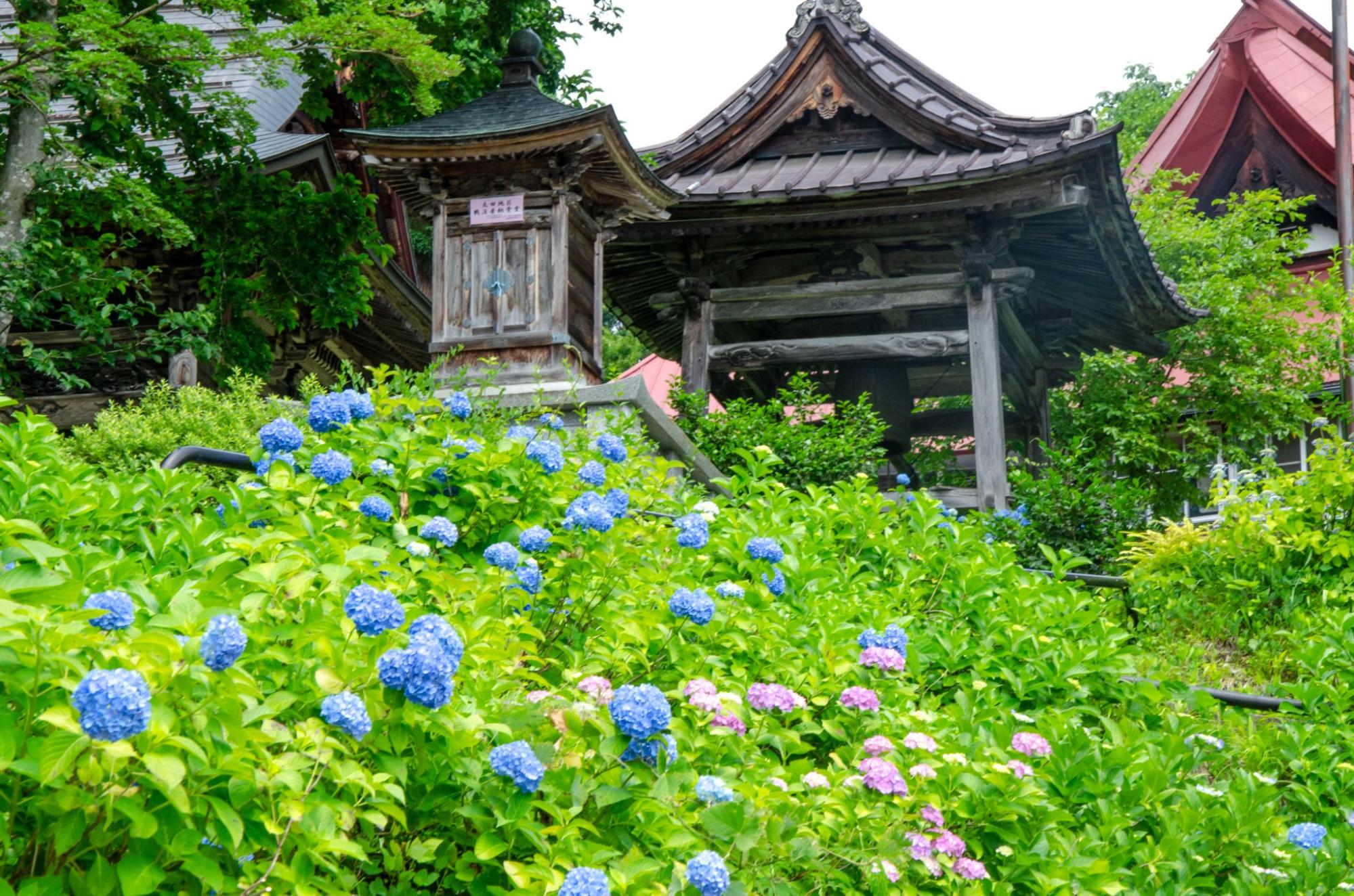 2025年 高源院『あじさい』開花状況 - 信州いいやま観光局｜長野県飯山市