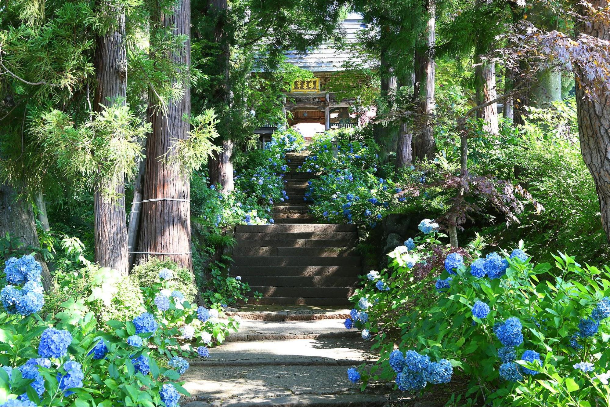戸狩温泉の里に佇む「あじさい寺・高源院」草取りの苦労から生まれた花の風景
